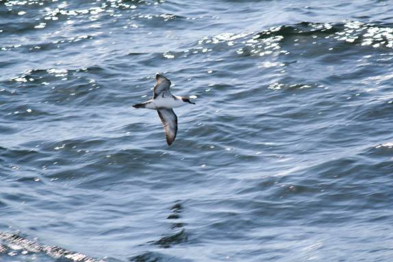 Pássaros voam perto do Sea Spirit no trecho entre Buenos Aires e as Ilhas Malvinas